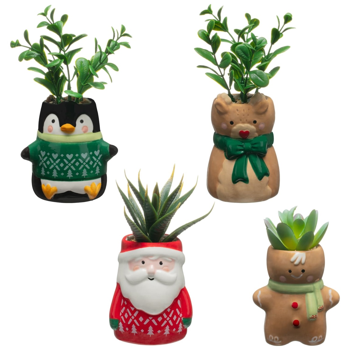 Christmas Succulents - Assorted