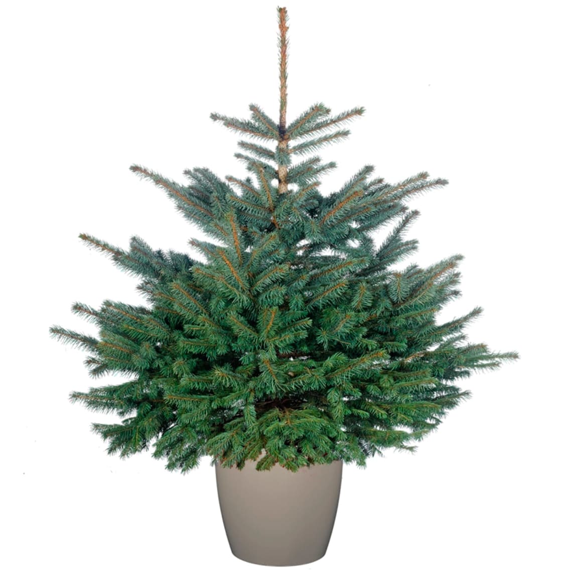 Pot Grown Blue Spruce Christmas Tree 40 - 60cm