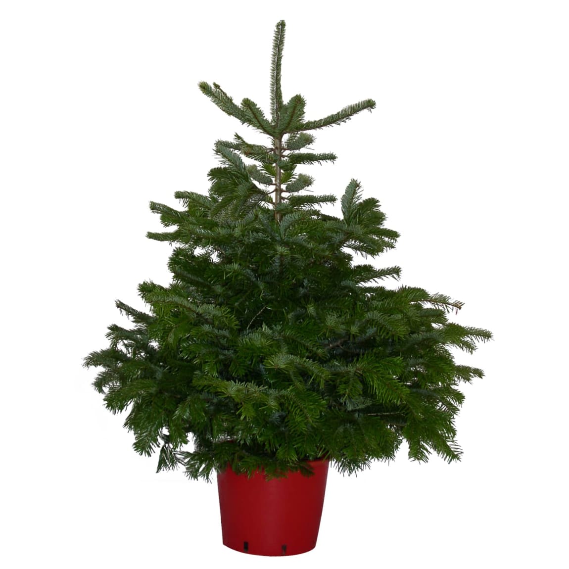 Pot Grown Nordman Fir Real Christmas Tree 100-125cm