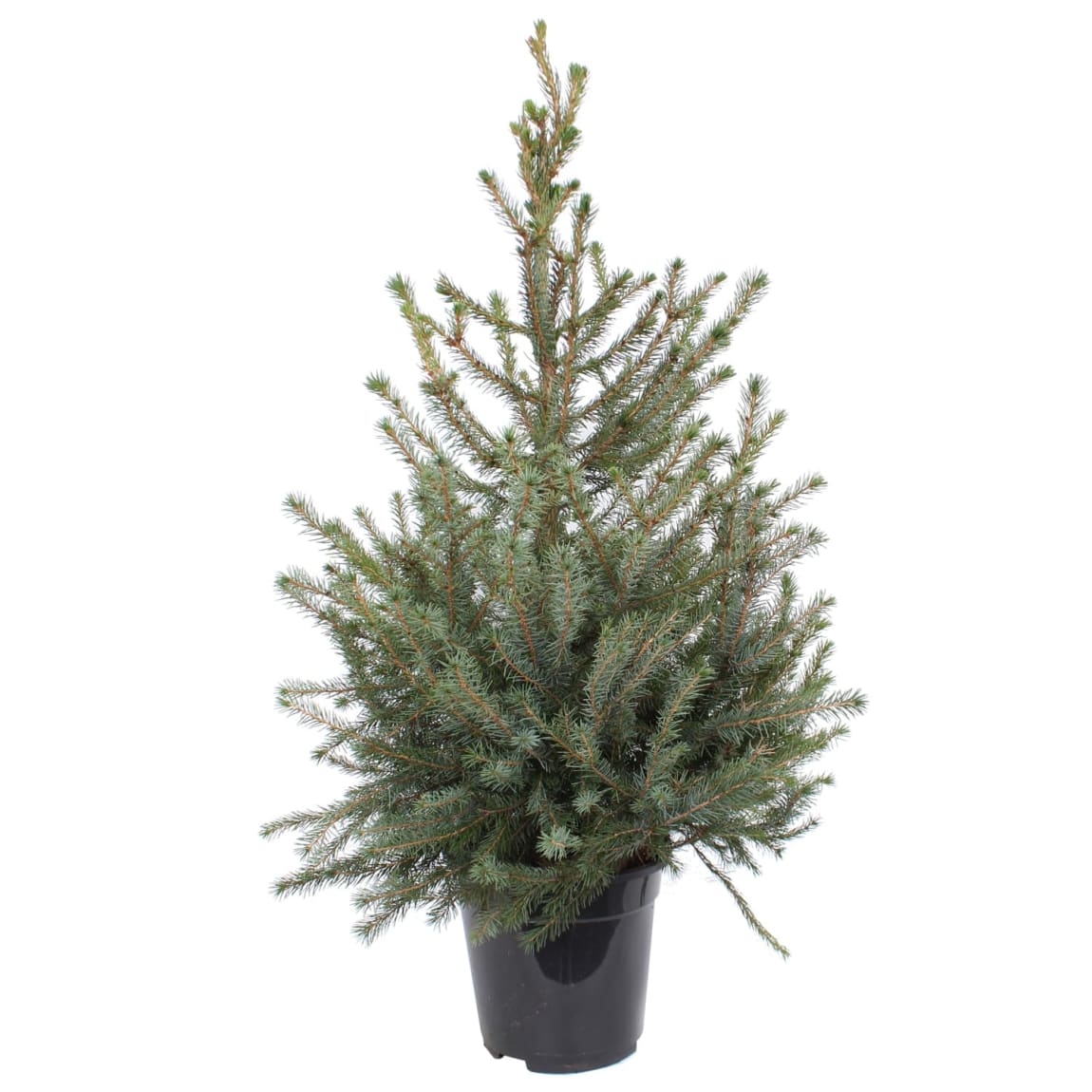 Picea Omorika Real Christmas Tree