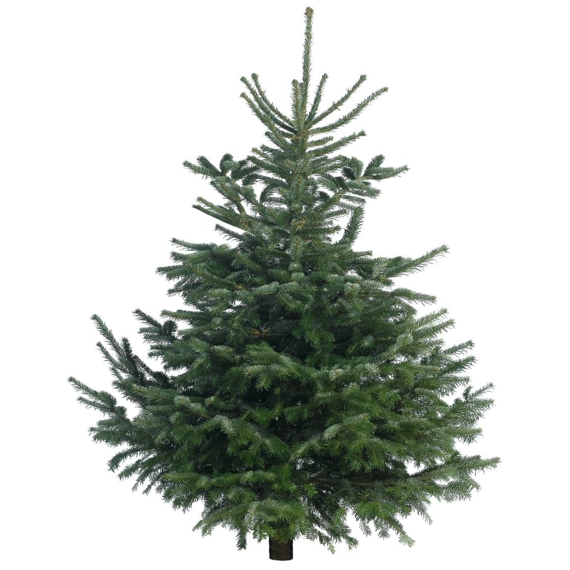 Nordman Fir Real Christmas Tree 210-240cm