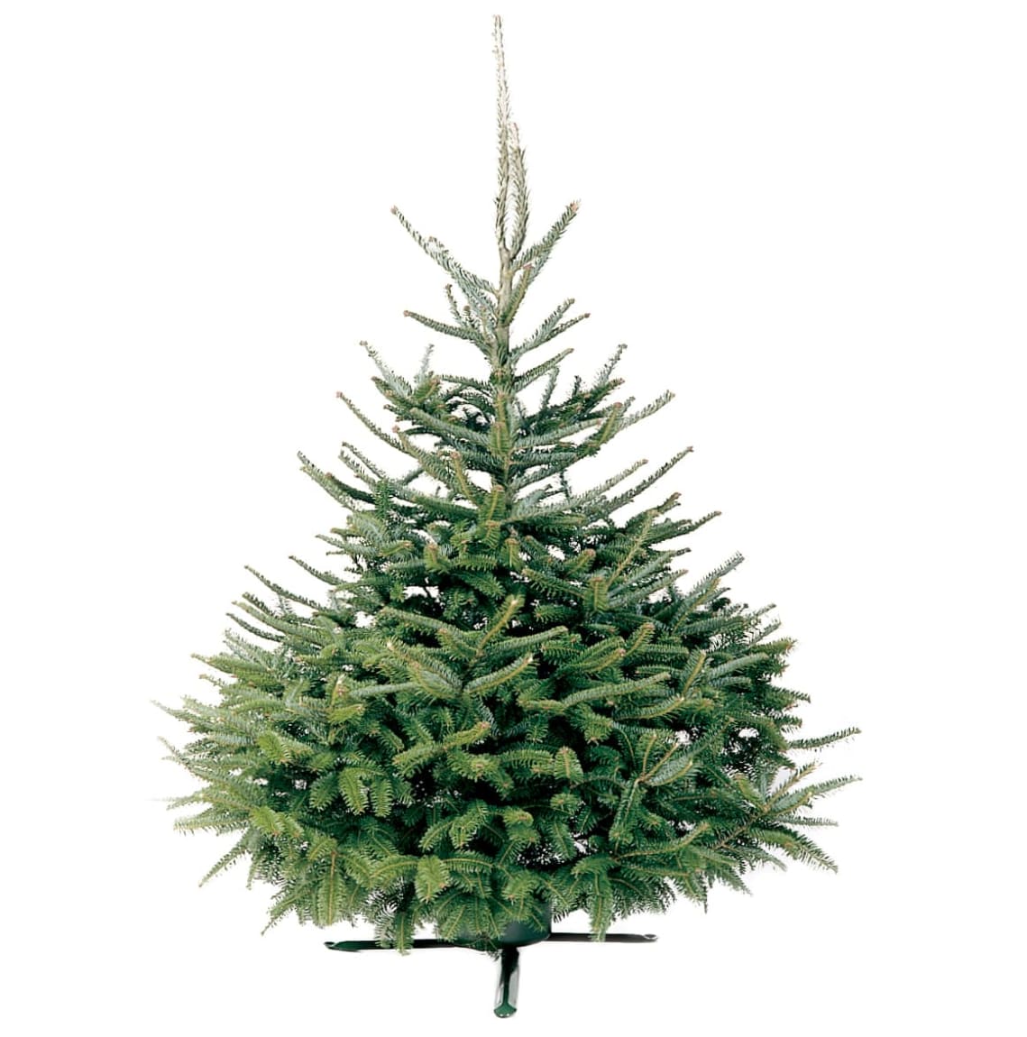 Fraser Fir Real Christmas Tree 180 - 210cm