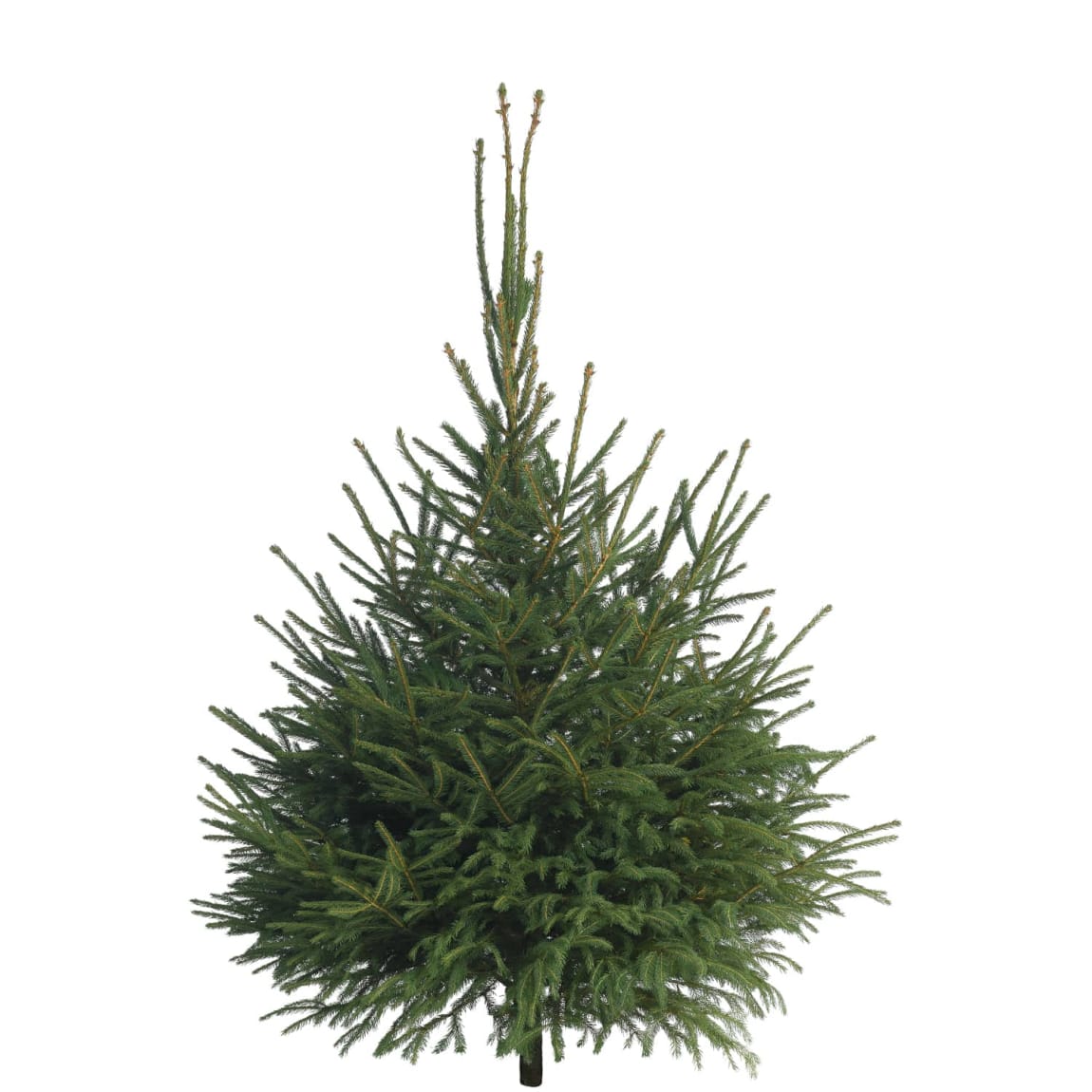 Norway Spruce Real Christmas Tree 180-210cm