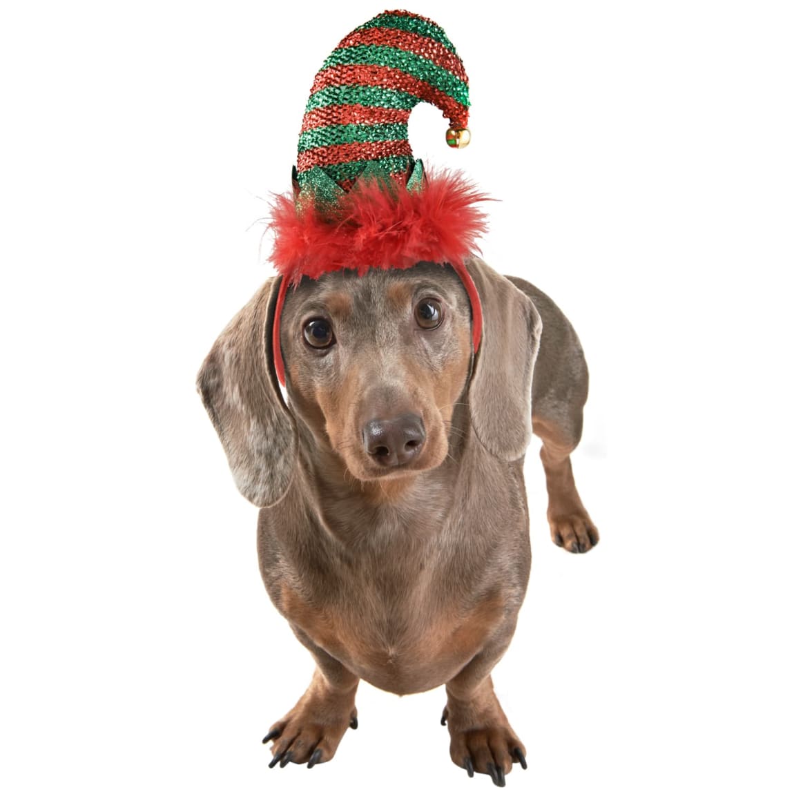 Winter Paws Pet Headband - Elf