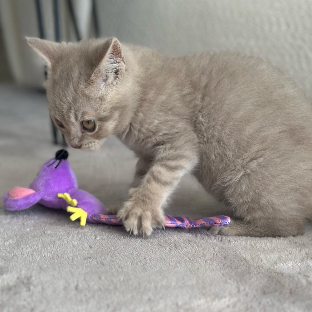 Great & Small Little&Lively Long Crinkle Tail Purple Mouse Cat Toy