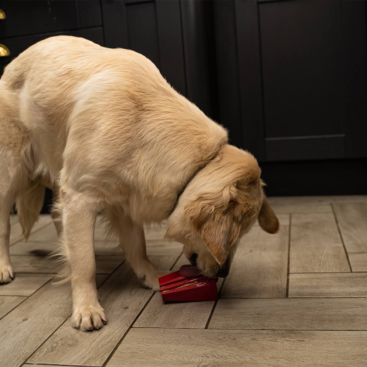 Frogg Brick Tough Dog Toy