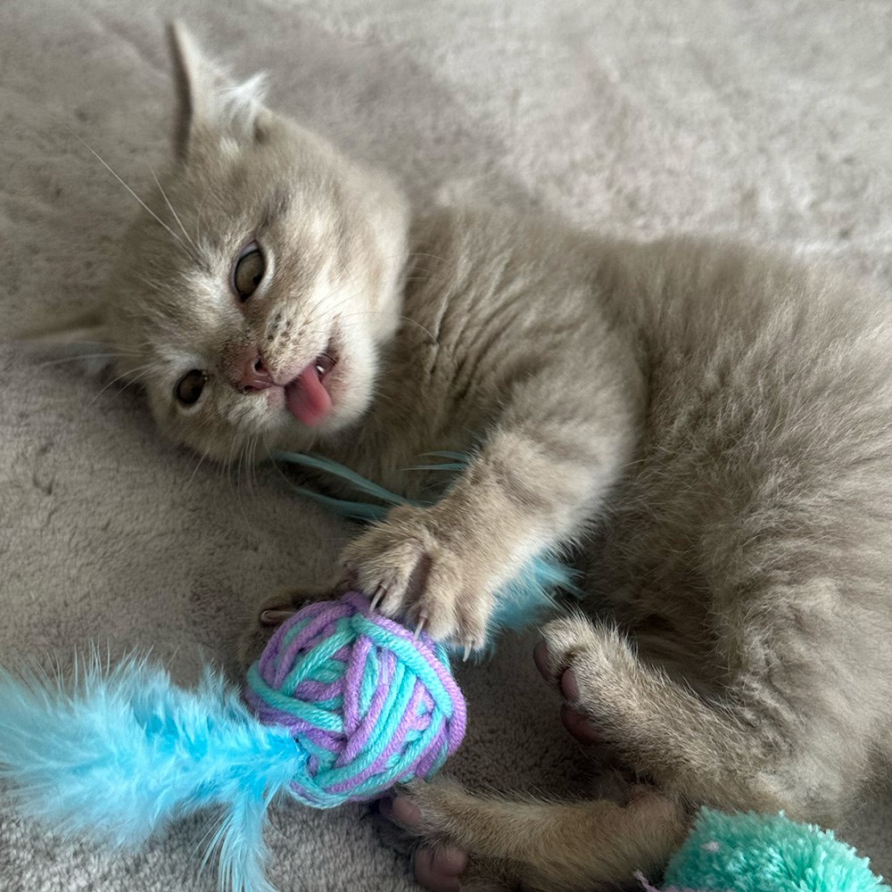 Great & Small Little&Lively Wool Wrapped Rattle Ball with Feathers Cat Toy