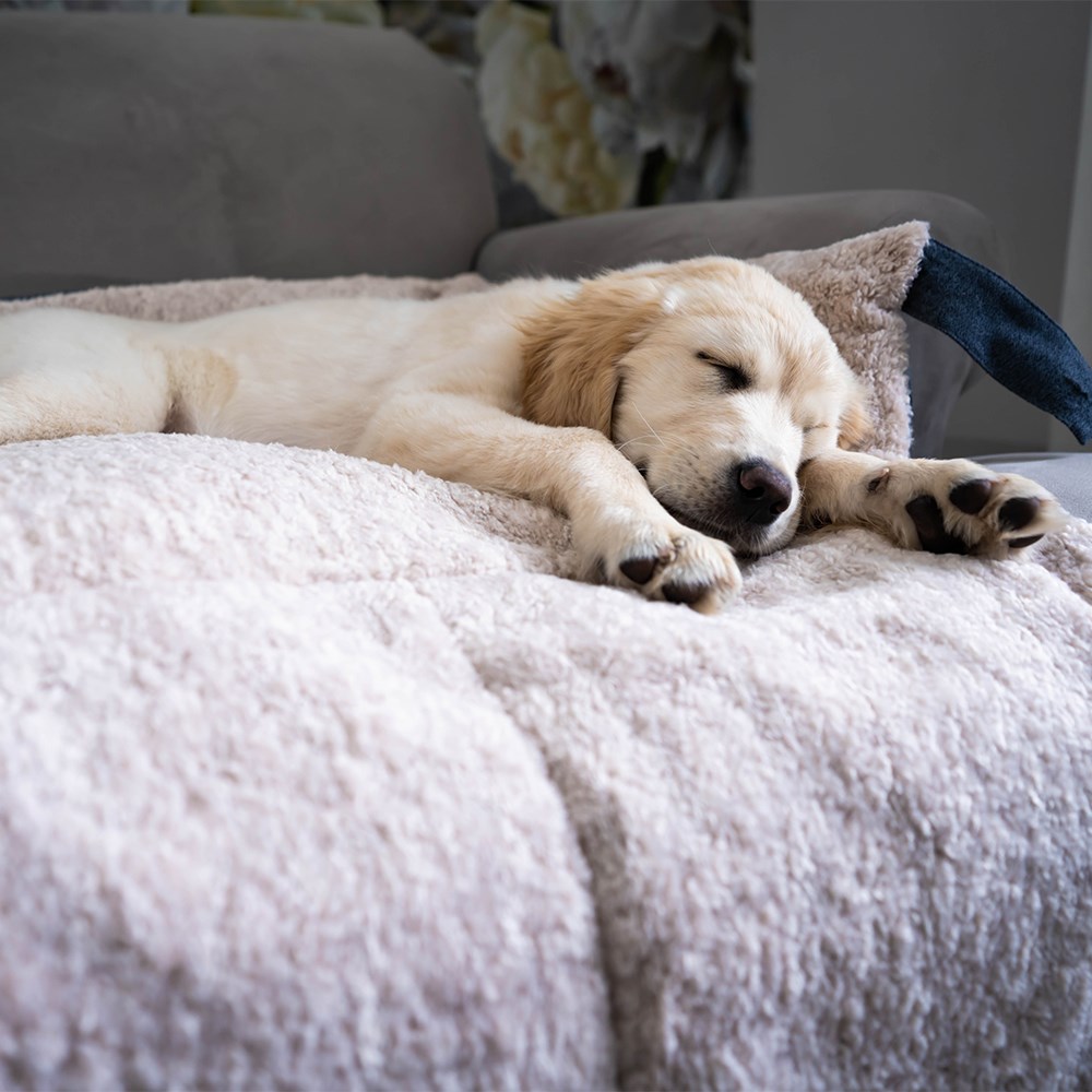 Great & Small Snuggle&Snooze Soft Sofa Dog Bed