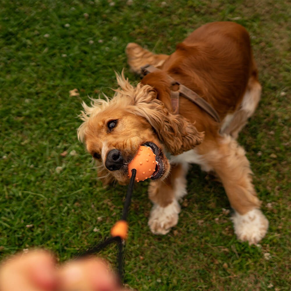 Great & Small 99% Natural Rubber Ball with Rope Dog Toy