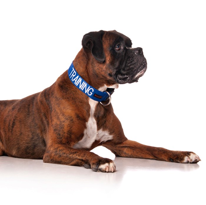 Dexil TRAINING Awareness Dog Collar