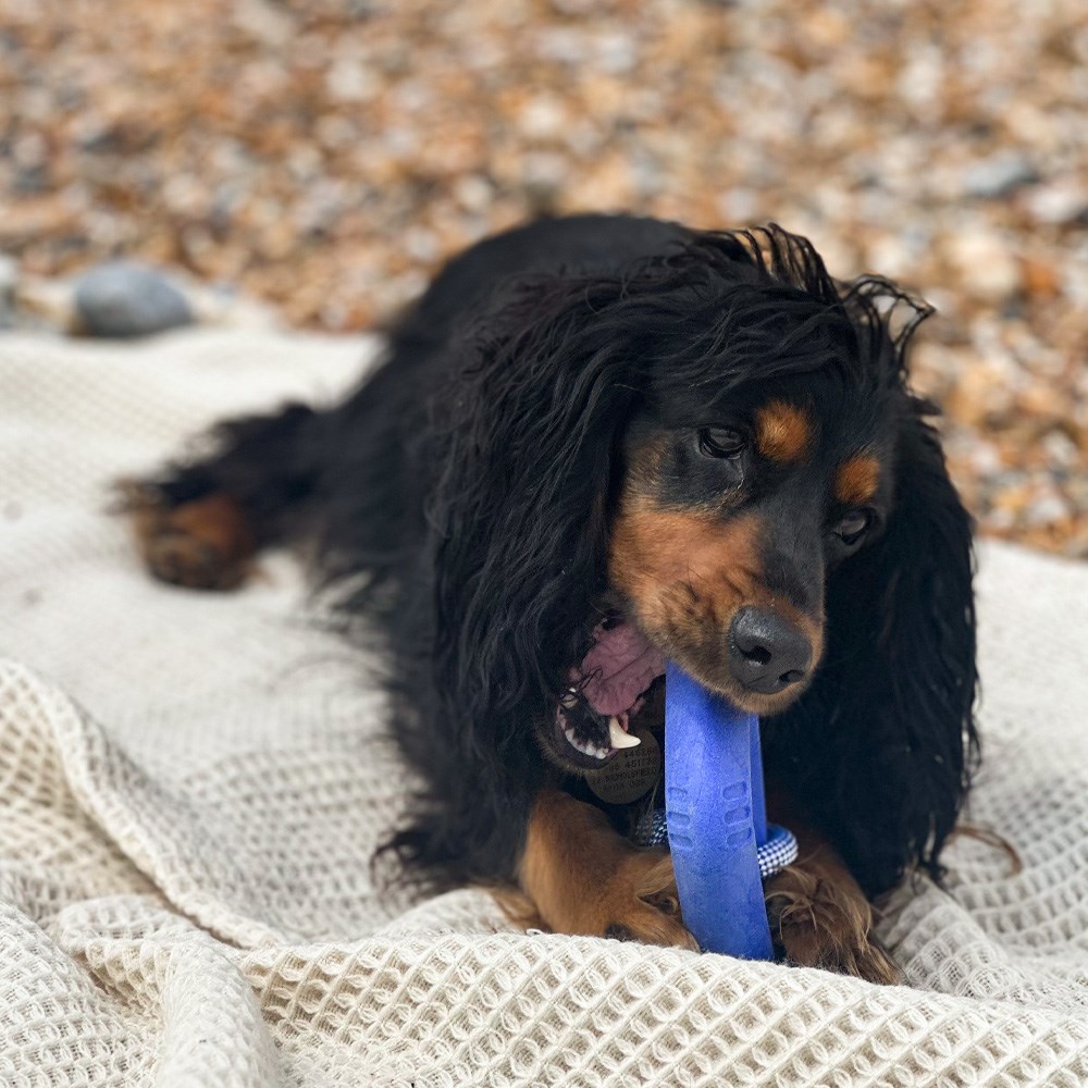 Great & Small Frubba Scent Shark Rope Dog Toy