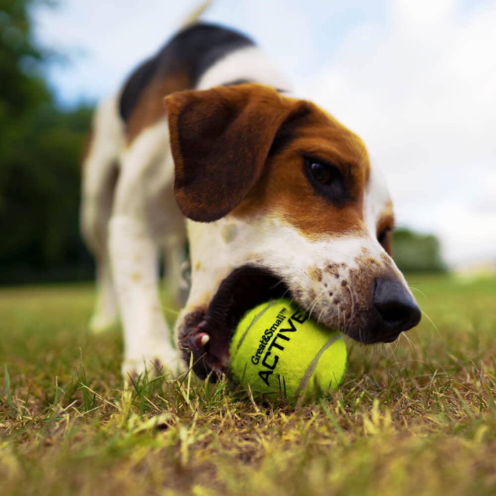 Great & Small Active Tennis Ball Rope Ring Dog Toy
