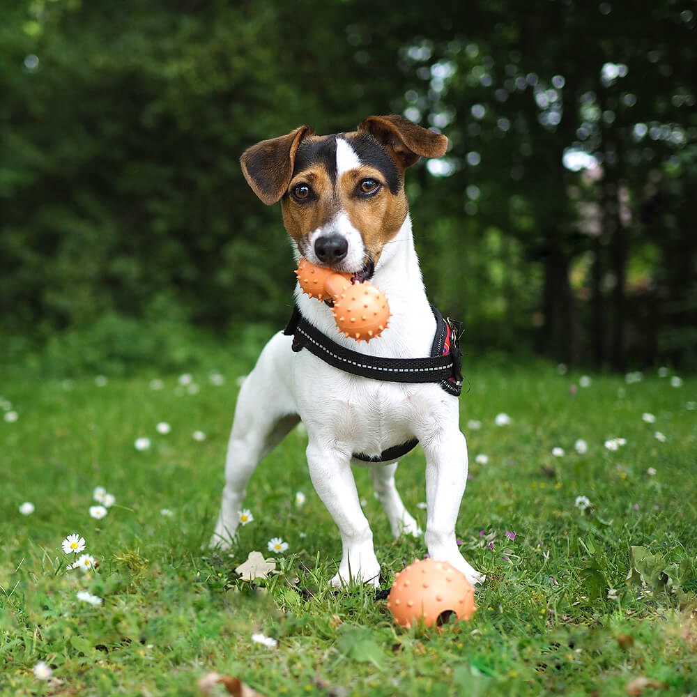 Great & Small 99% Natural Rubber Dumbell Dog Toy