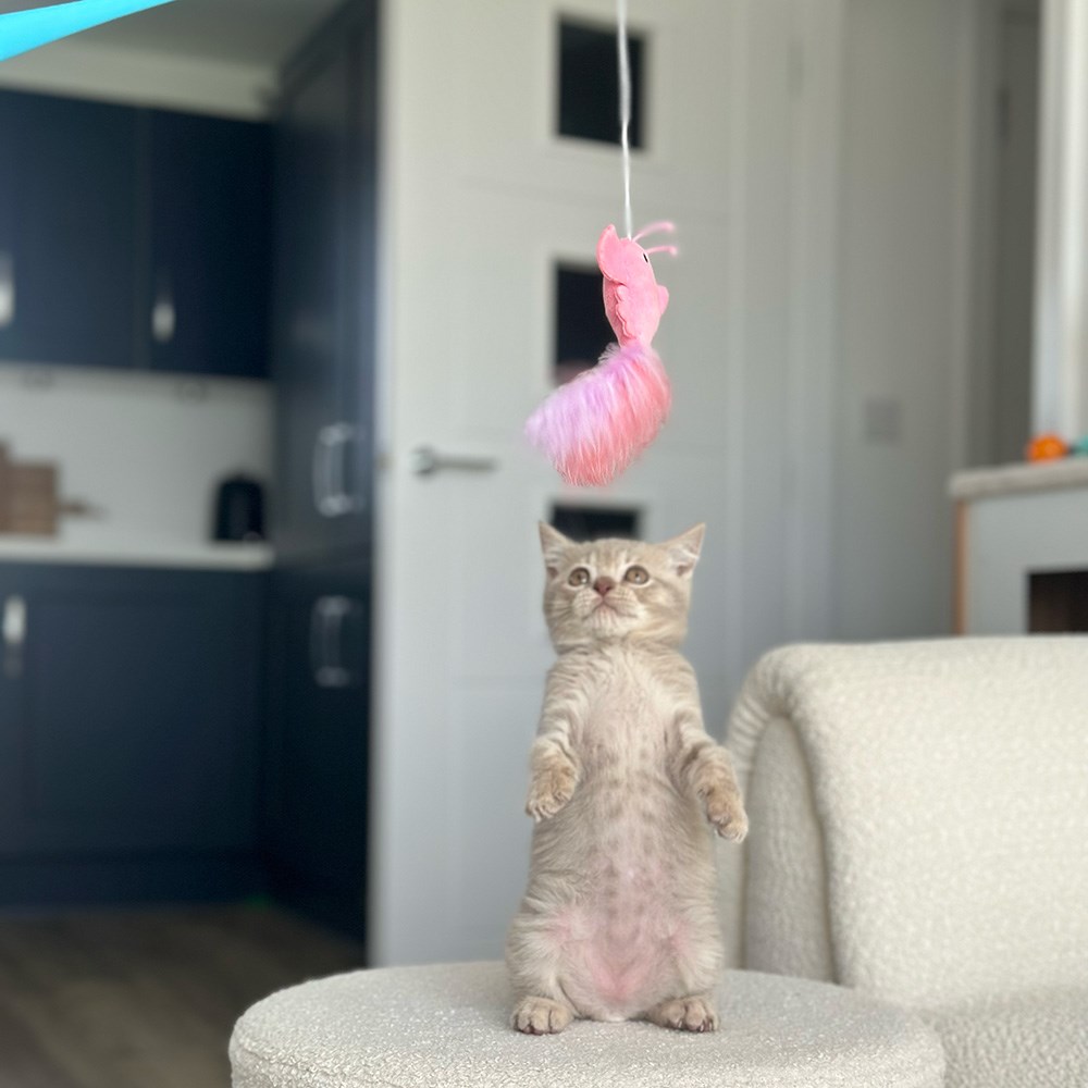 Great & Small Little&Lively Easy Play Weighted Dangler with Lobster & Feather Cat Toy