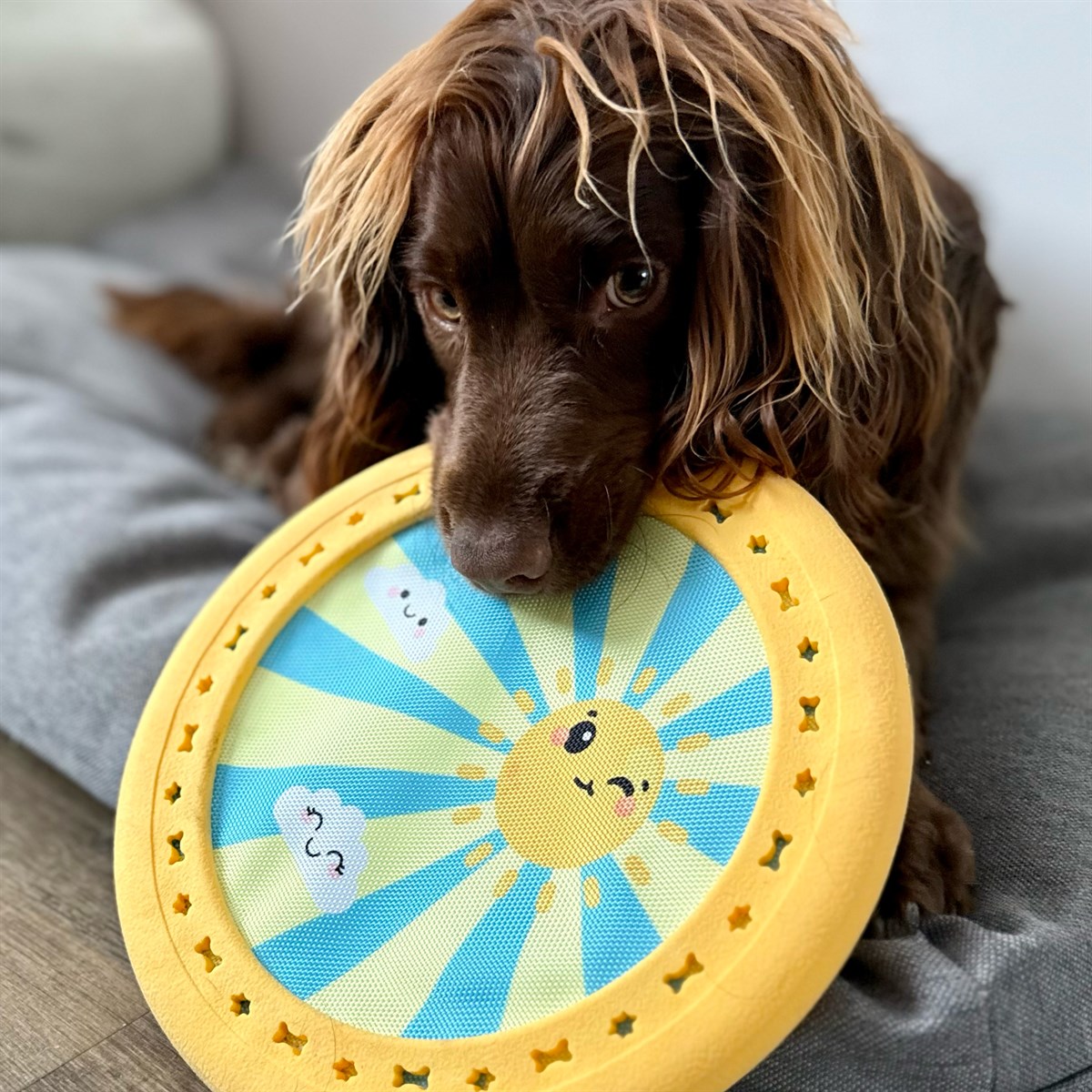 Great & Small Summer Sizzlers Frisbee Dog Toy