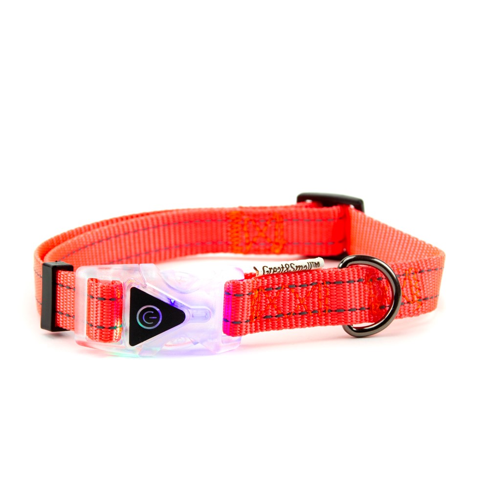 Great & Small Reflective Flashing Buckle Dog Collar