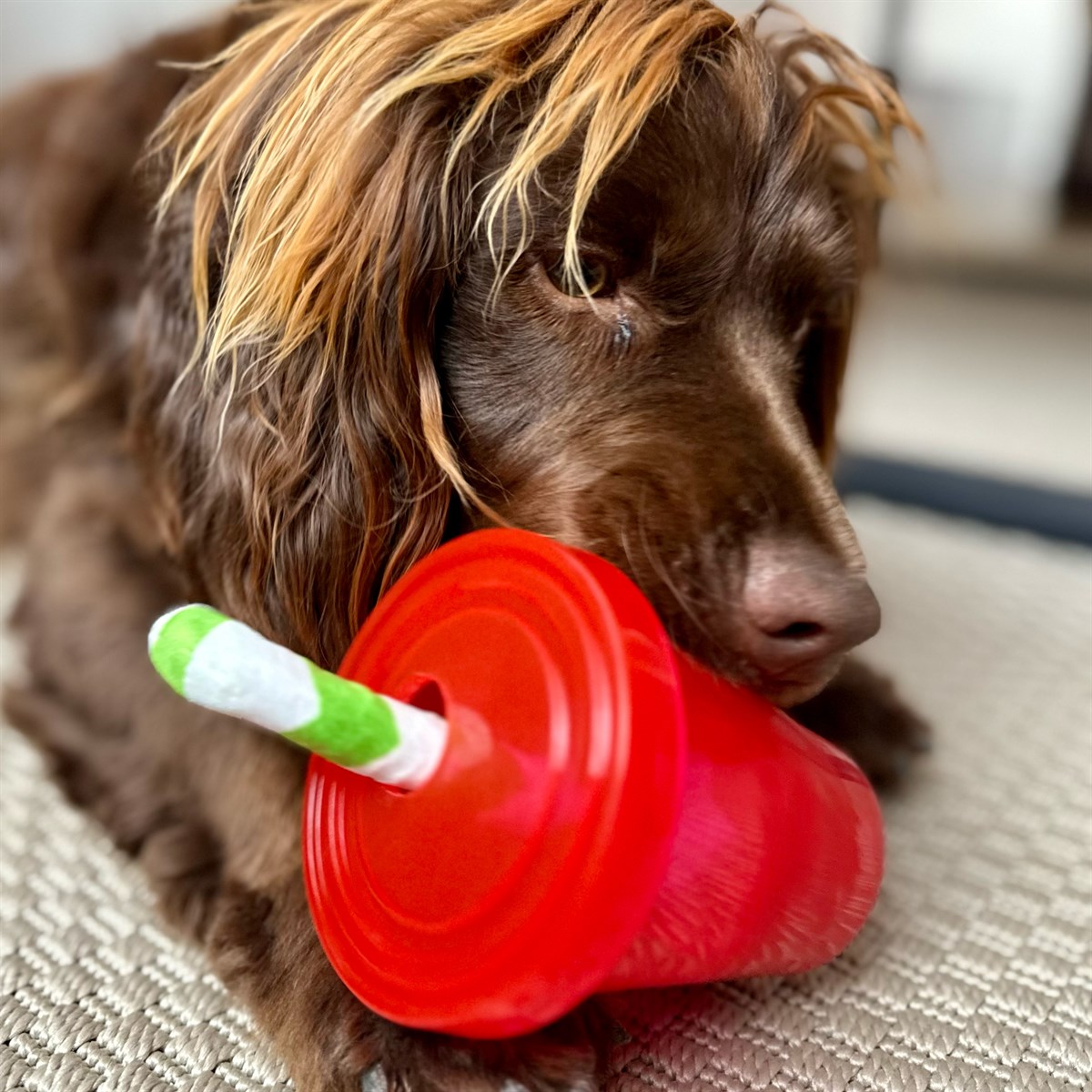 Great & Small Summer Sizzlers Berry Cocktail Dog Toy