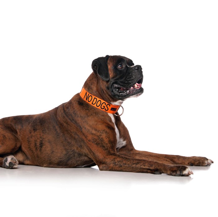 Dexil NO DOGS Awareness Dog Collar