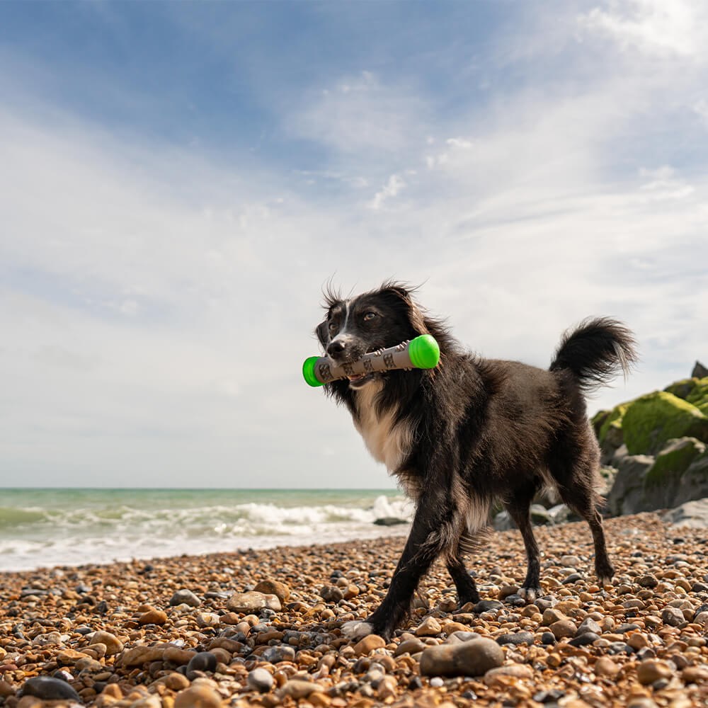 Great & Small Frubba Flash Stick Dog Toy