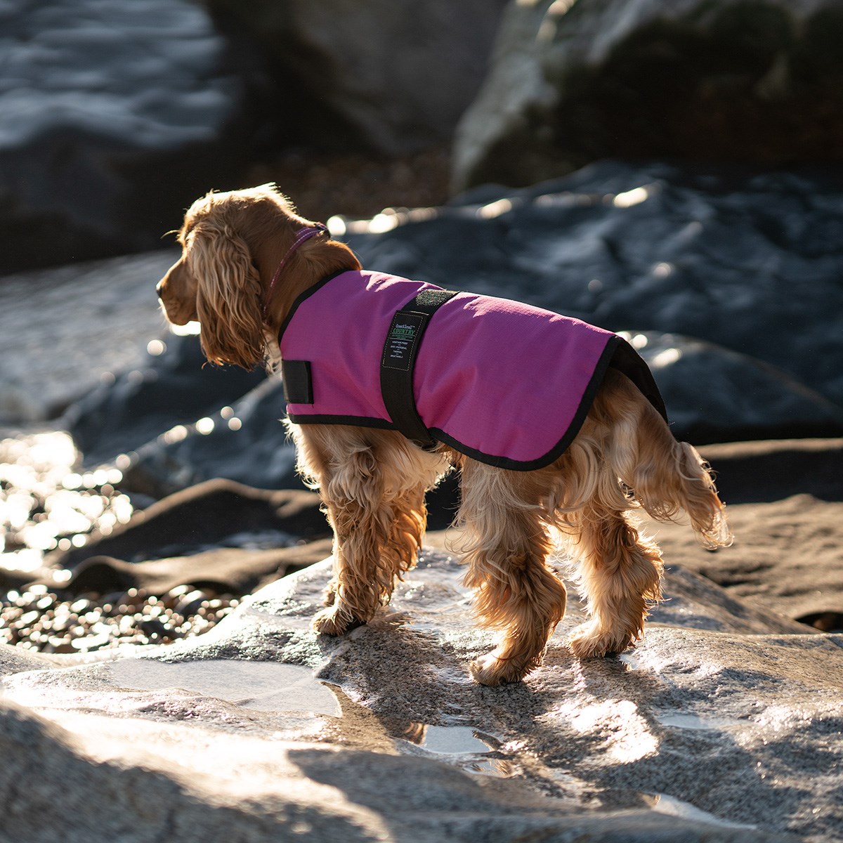 Great & Small Country Padded Raspberry Dog Coat