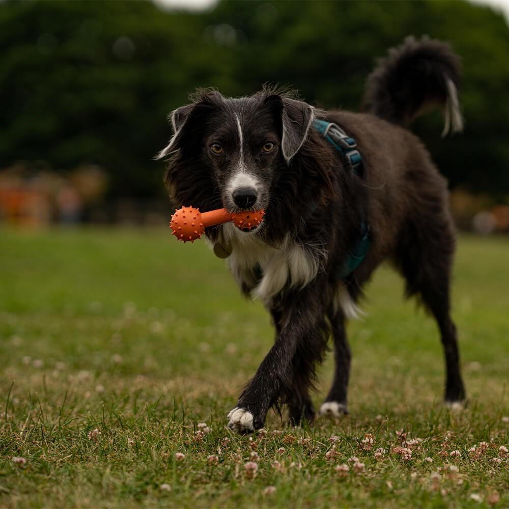 Great & Small 99% Natural Rubber Dumbell Dog Toy