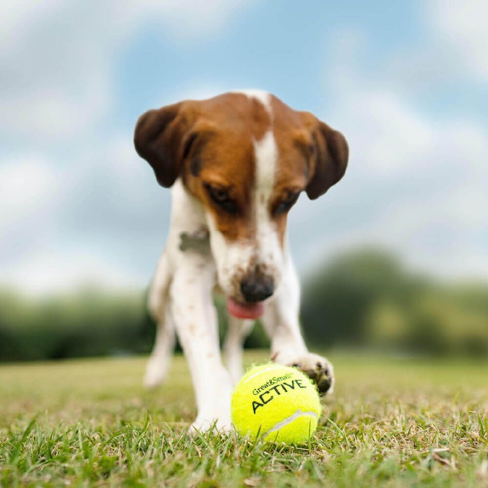 Great & Small Active Tennis Ball Dog Toy