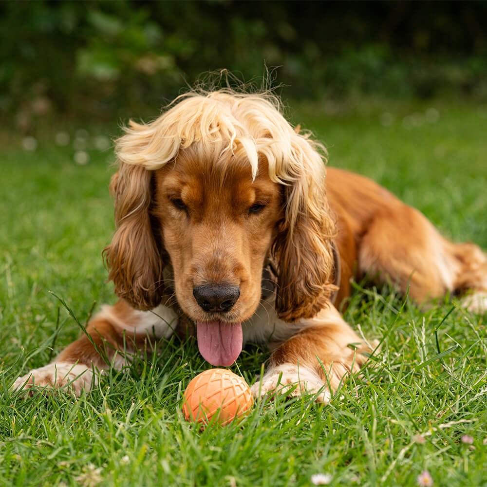 Great & Small 99% Natural Rubber Hollow Ball Dog Toy