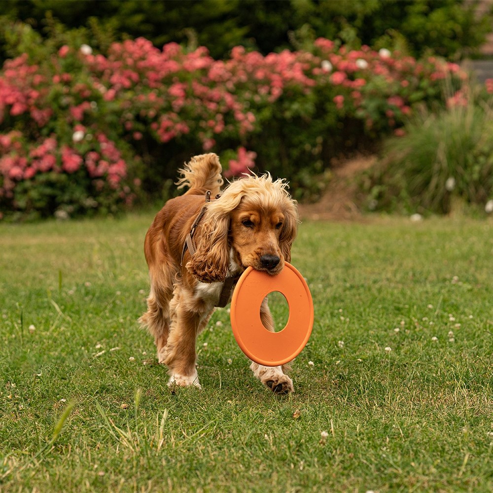 Great & Small 99% Natural Rubber Fling Ring Dog Toy