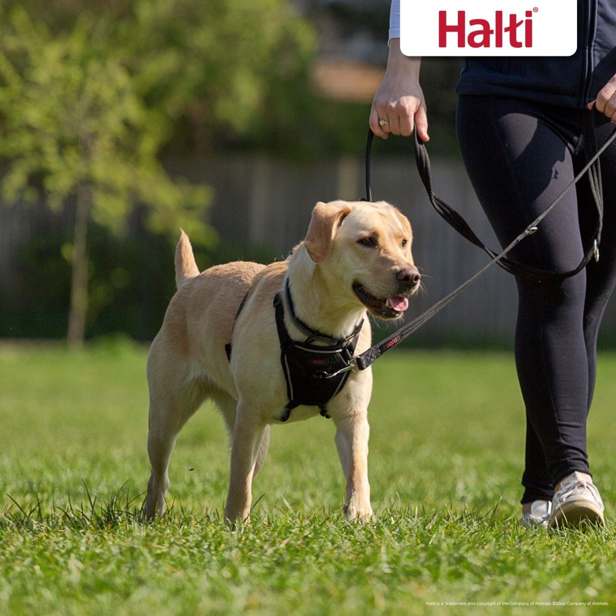 Halti No Pull Dog Harness