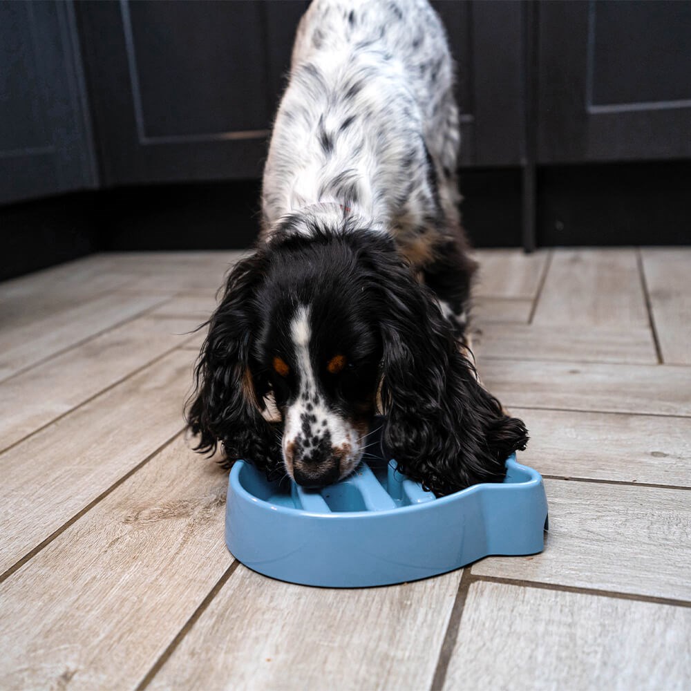 Great & Small Blue Slow Down Hi! Pet Bowl