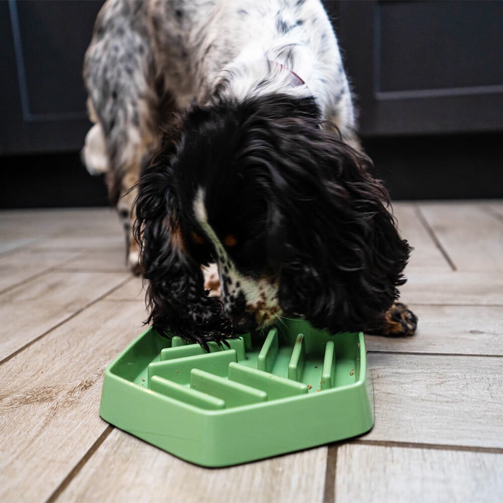 Great & Small Sage Green Slow Down Hexagon Dog Bowl