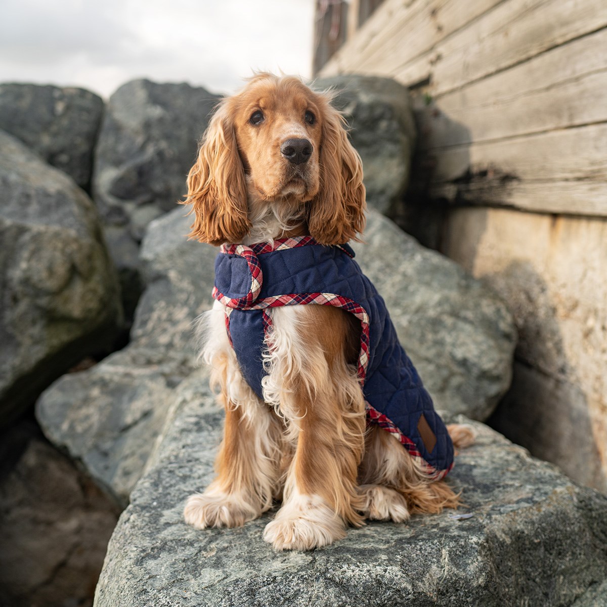 Great & Small Country Quilted Dog Coat Plaid/Navy