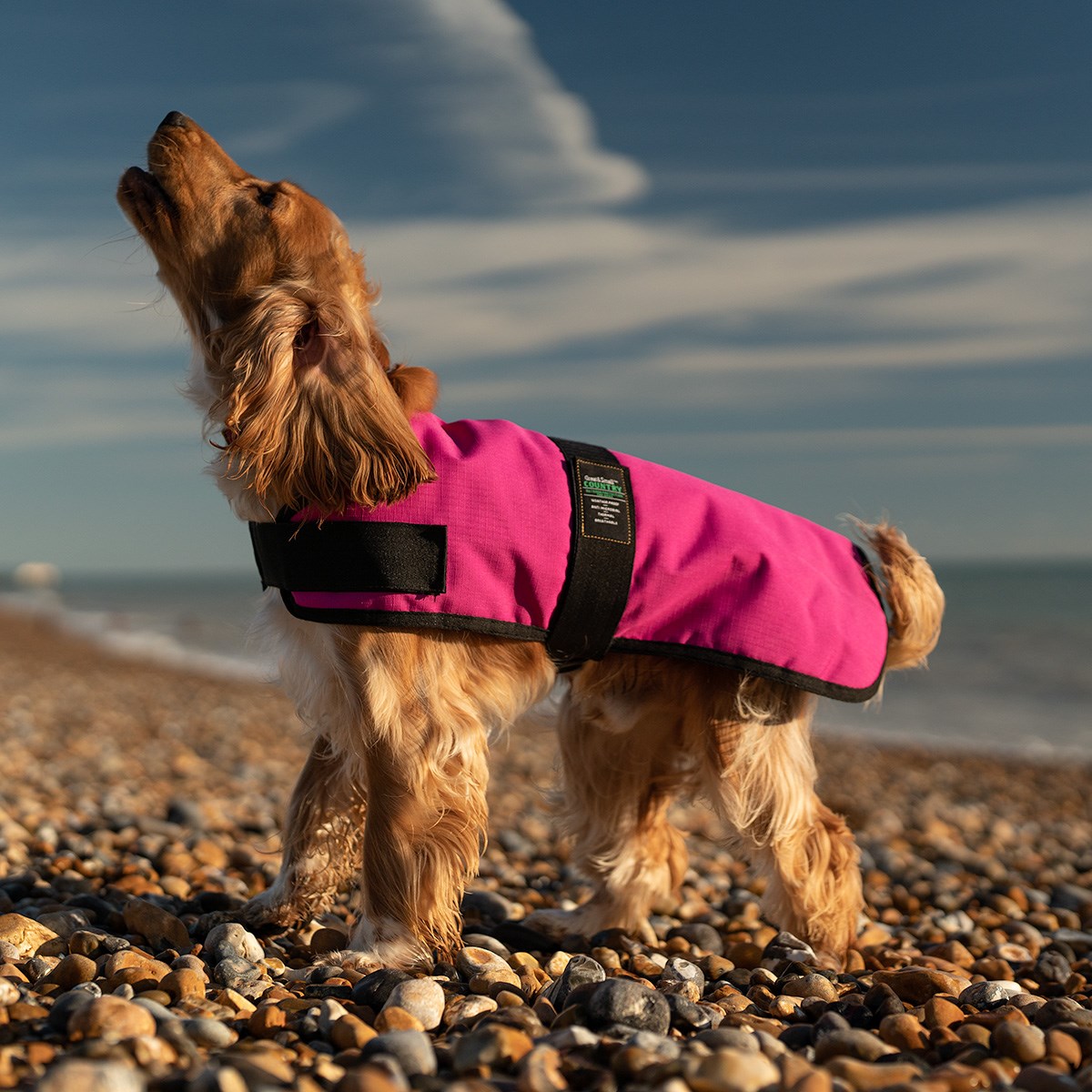 Great & Small Country Padded Raspberry Dog Coat