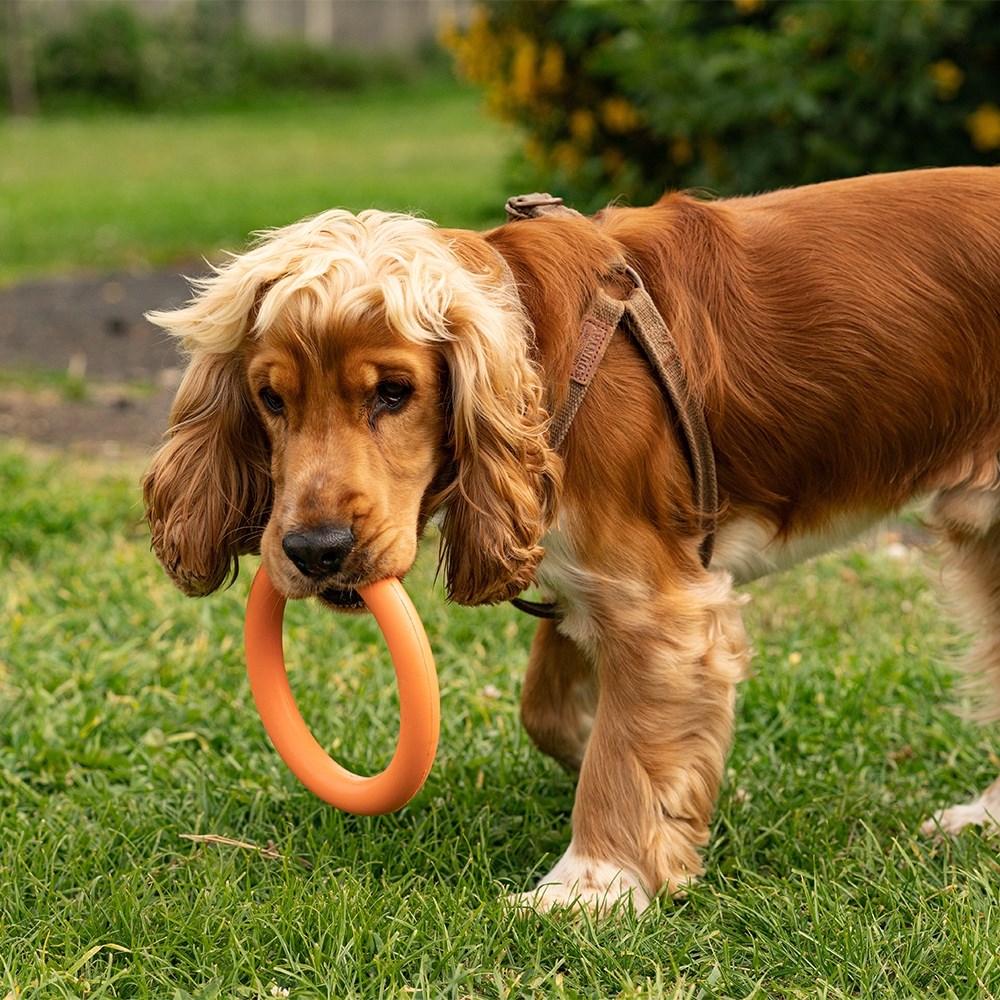 Great & Small 99% Natural Rubber Ring Dog Toy