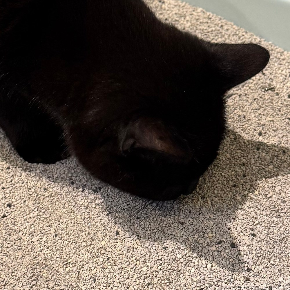 Felipure Ultra Carbon Unscented Cat Litter