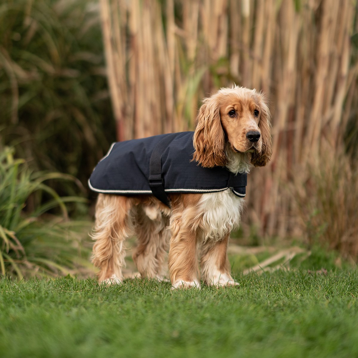 Great & Small Country Padded Blue Dog Coat