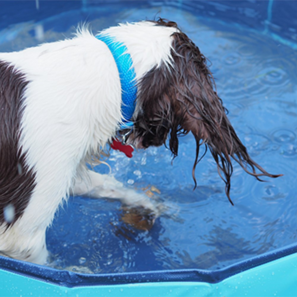 Great & Small Cool Dog Pool