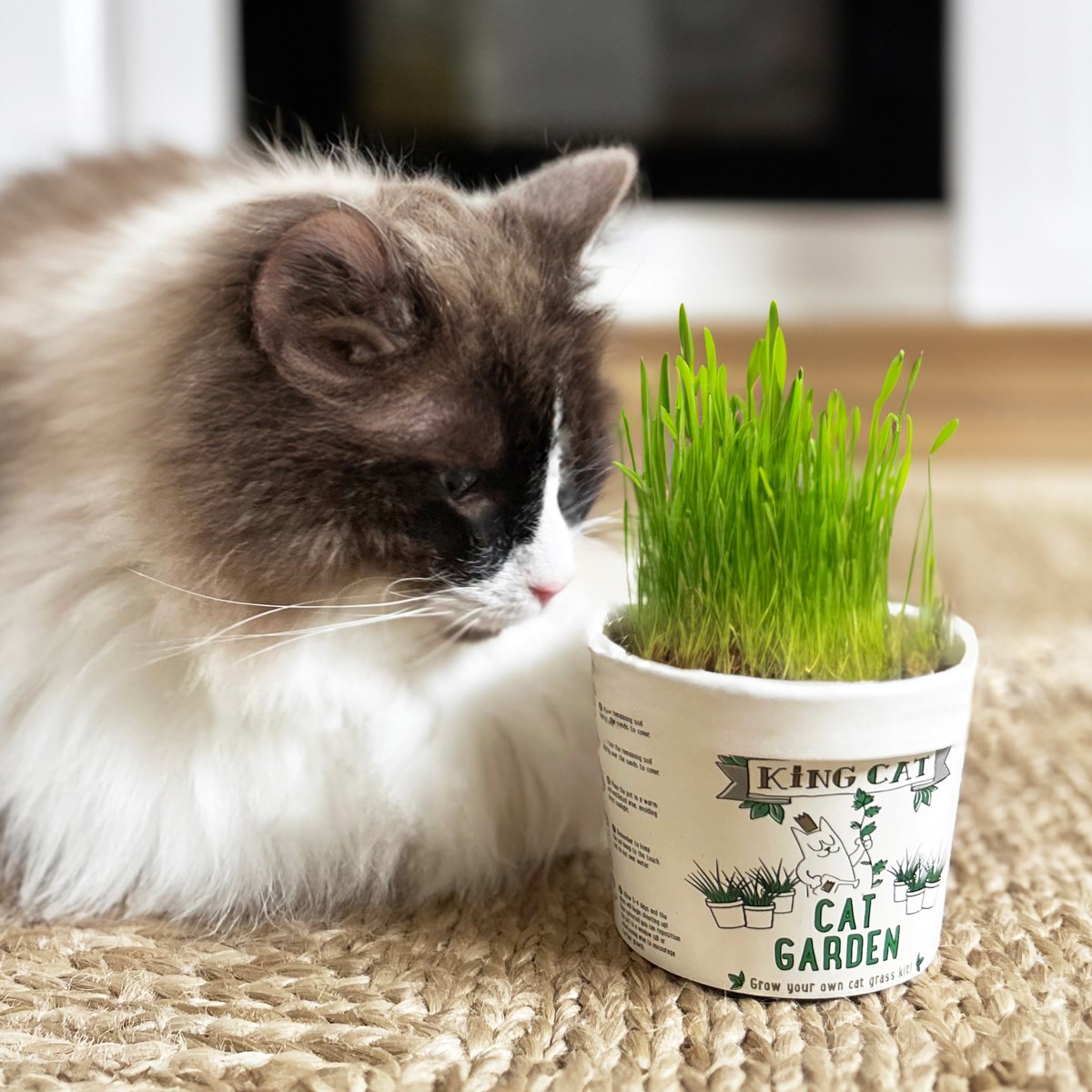King Catnip Garden Grass Kit