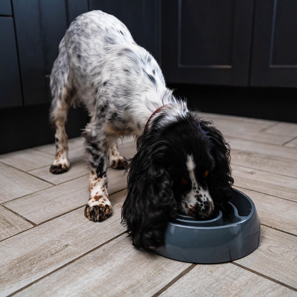 Great & Small Grey Slow Down Swirl Pet Bowl