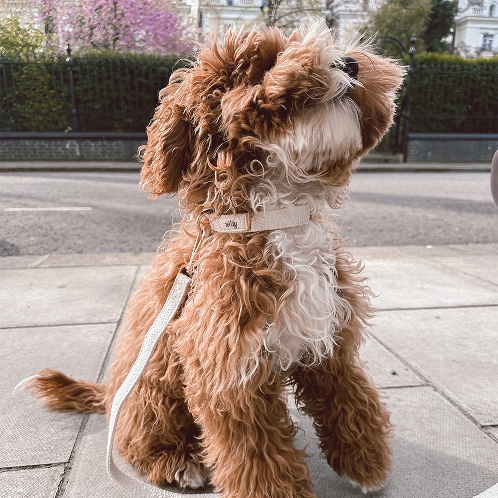 By Teddy Bouclé Adjustable Collar Marshmallow