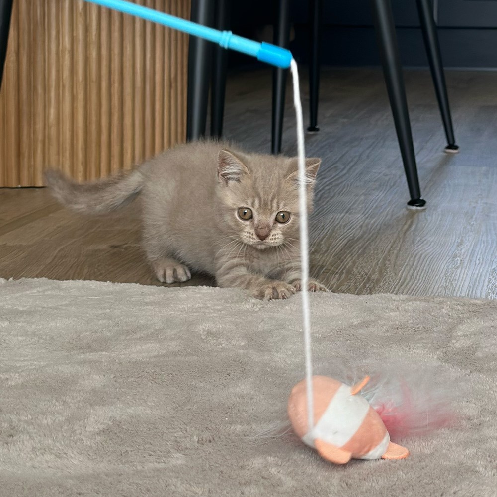 Great & Small Little&Lively Easy Play Weighted Dangler With Clown Fish & Feather Cat Toy