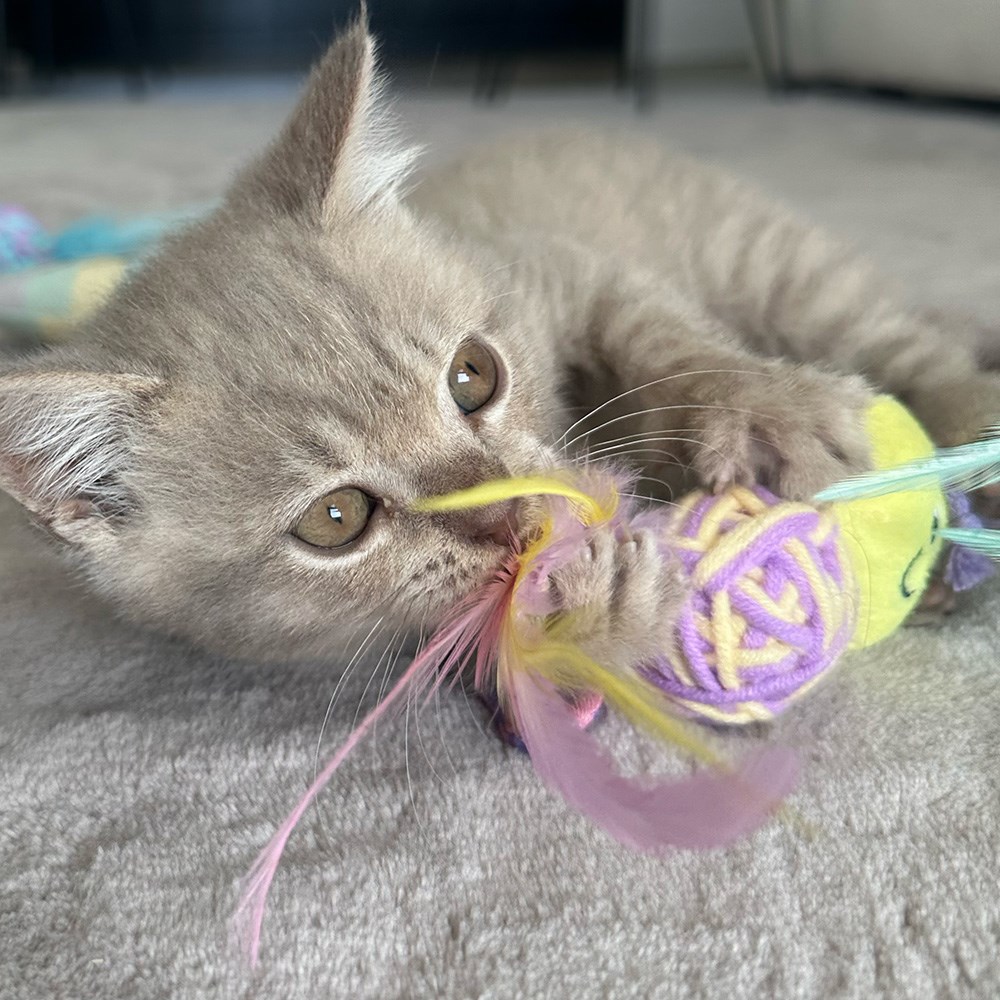Great & Small Little&Lively Busy Little Bee with Feather & Ball Cat Toy