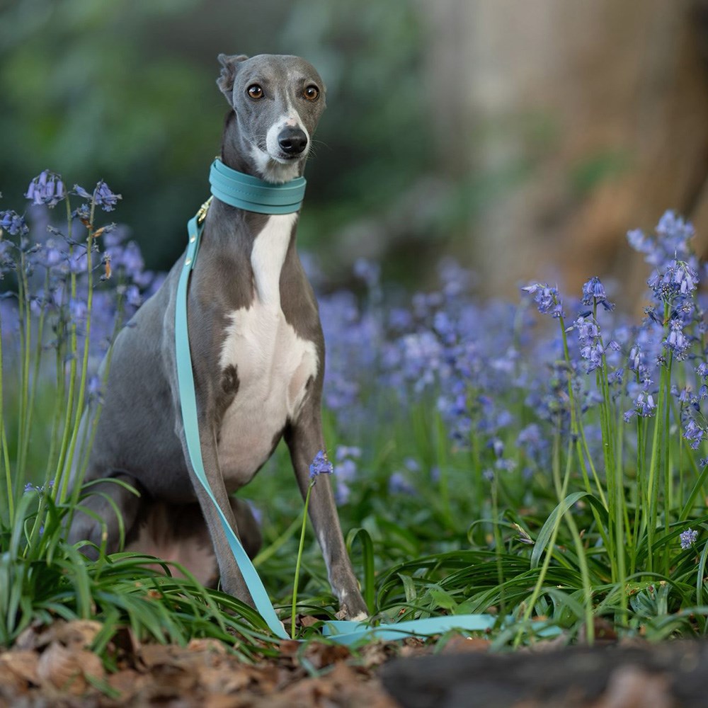 Storeys & Tails All Weather Sight Hound Collar Turquoise