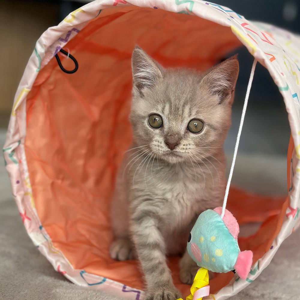 Great & Small Little&Lively Easy Explore Crinkle Cat Tunnel