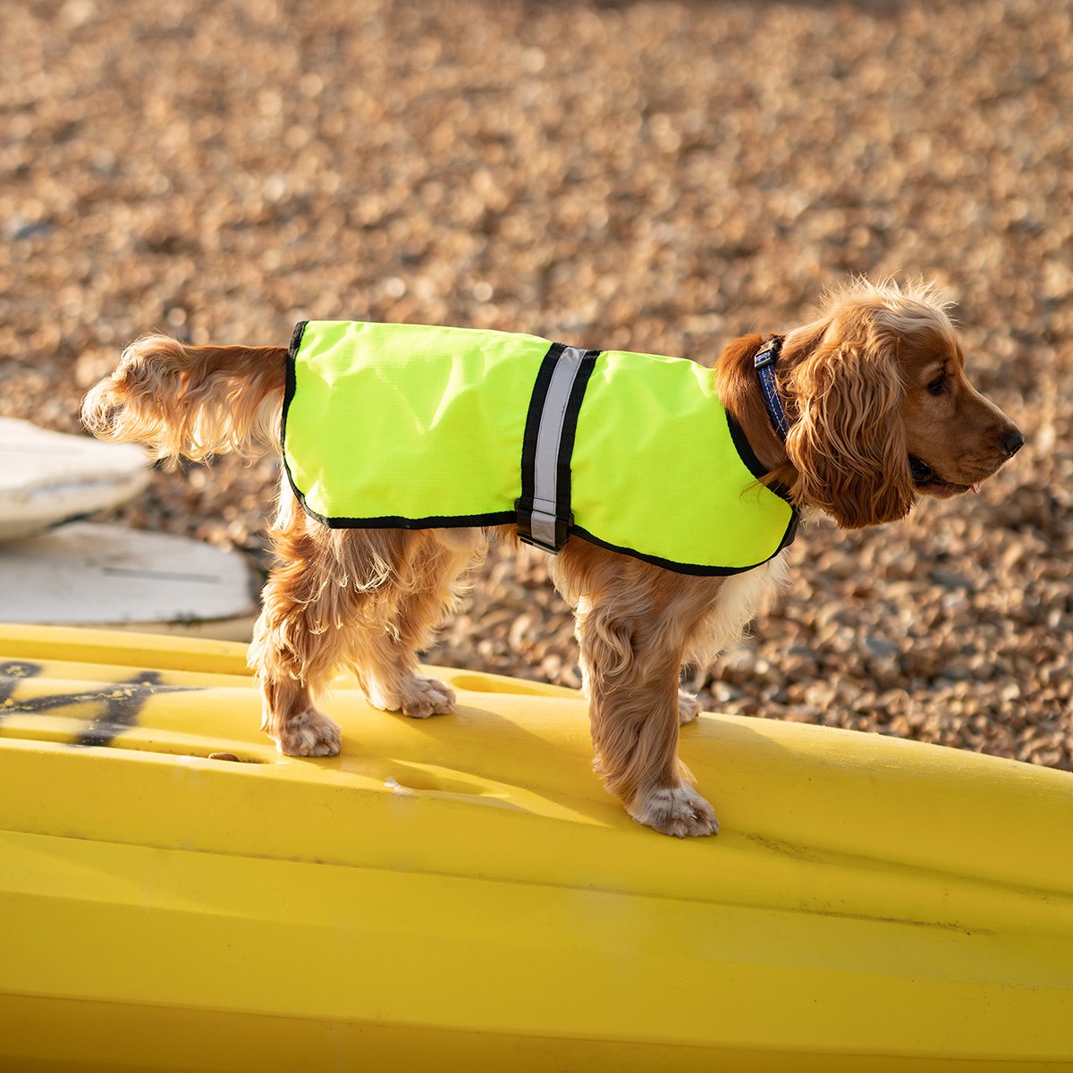 Great & Small Country Unlined Hi-Vis Dog Coat