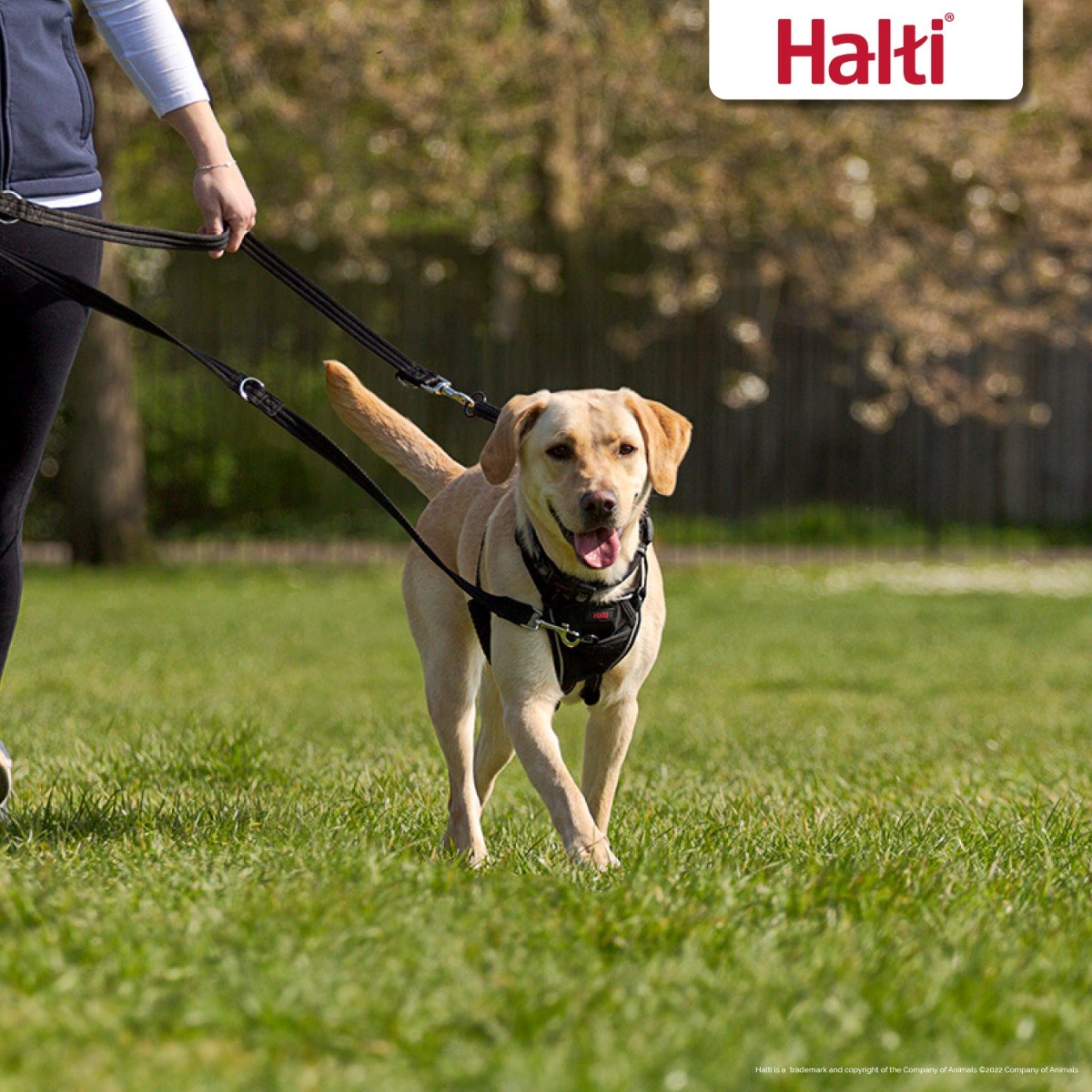 Halti Training Lead Black Large