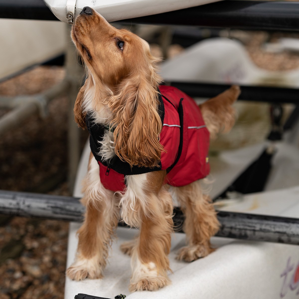 Great & Small Sports Dog Coat Red