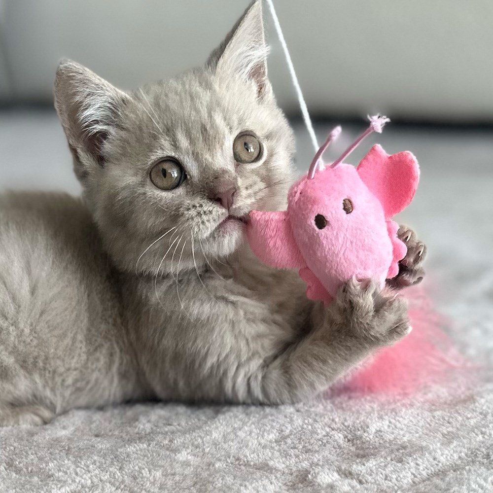 Great & Small Little&Lively Easy Play Weighted Dangler with Lobster & Feather Cat Toy