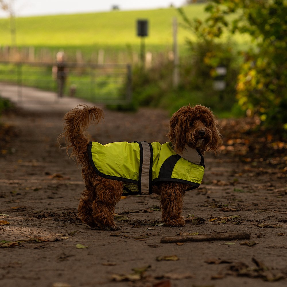 Great & Small Active Hi-Vis Running Dog Jacket