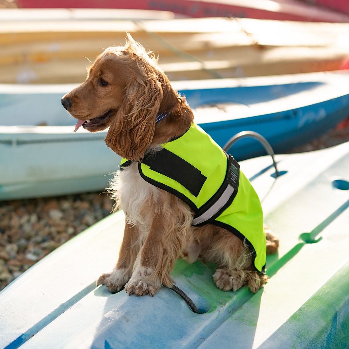 Great & Small Country Unlined Hi-Vis Dog Coat